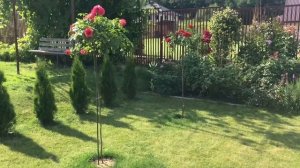 Штамбовые розы, можно ли сажать их летом? Все подробно в видео! Два сорта на одном штамбе!!