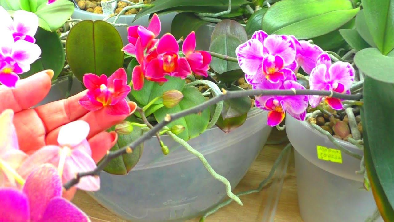 Орхидеи вырастили 150 цветоносов, но обильно цветут! Это погода или удобрение?...