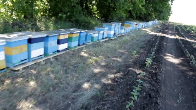 Кочевая Пасека Андрея Баскевича на подсолнухе, незабываемое лето 2017 смотреть онлайн