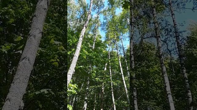 Зеленая пересмешка. Голос смотреть онлайн