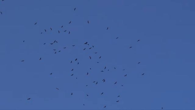 Сезонная миграция хищных птиц в Батуми. Bird migration in Batumi смотреть онлайн