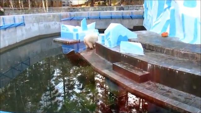 Белые медведи Кай и Герда 15.10. 17г смотреть онлайн