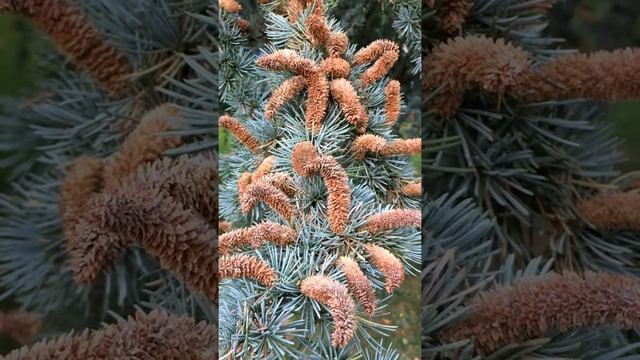 Blue Atlas cedar (Cedrus atlantica Glauca) - male flowers - October 2017 смотреть онлайн