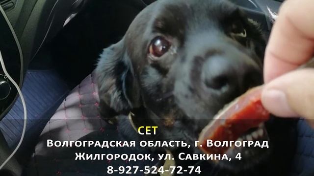 Пропала собака! СЕТ. Волгоградская область, г. Волгоград смотреть онлайн