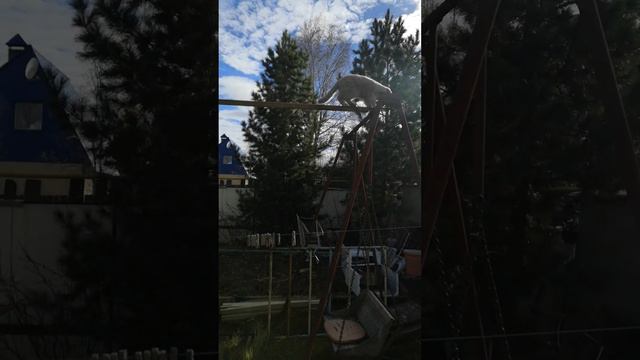 Мурик покоряет высоты. То самое полное видео. #рек #реки #популярный#кот#рекомендации #рек #реки смотреть онлайн