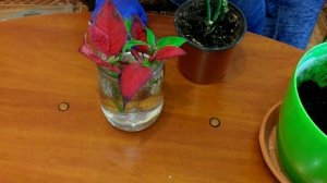 Рождественская звезда обрезка, уход в домашних условиях