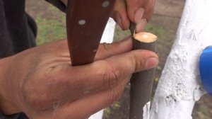 КАК ПРИВИВАТЬ ДЕРЕВЬЯ /  ВЕСЕННЯЯ ПРИВИВКА ЗА КОРУ