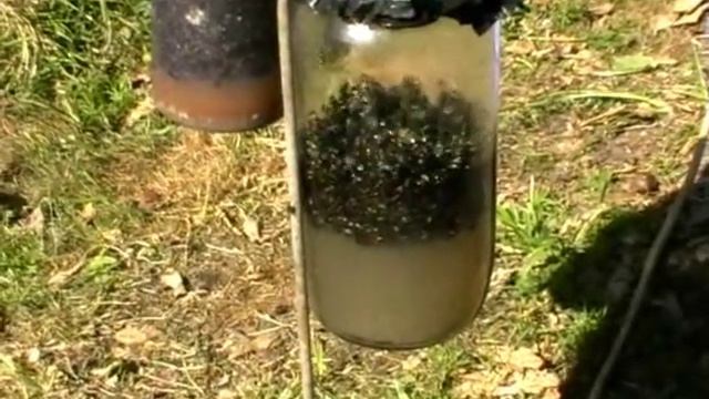 Catch Hundreds of House Flies In Days With A Homemade Trap смотреть онлайн