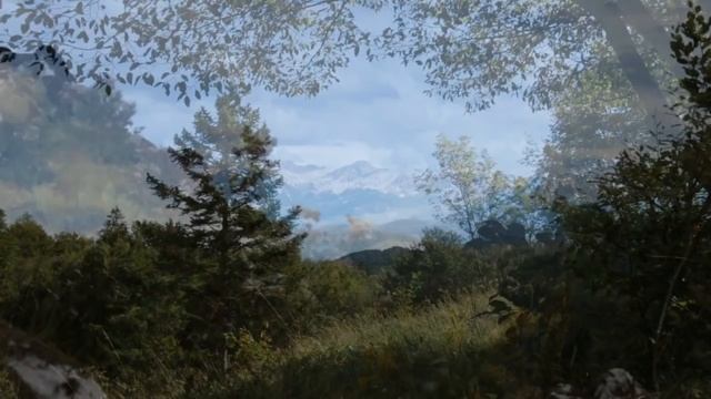 Relaxing Summer Breeze 1 Hour / Sound of Wind and Leaves Rumbling смотреть онлайн