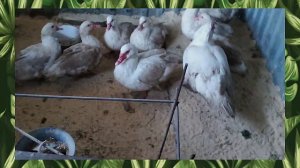 РАЗВЕДЕНИЕ МУСКУСНЫХ УТОК НЕМЕЦКОЙ ТЯЖОЛОЙ ЛИНИИ!