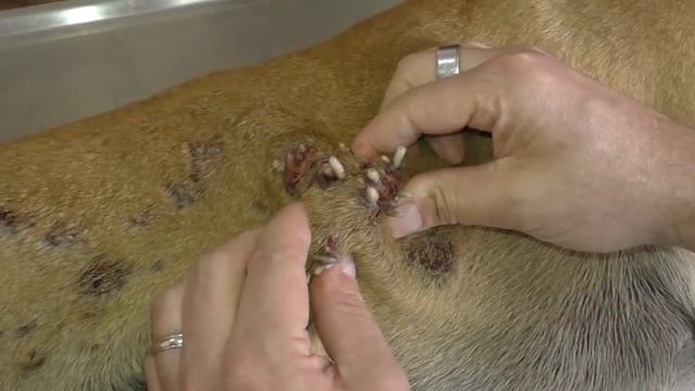 Remove mangoworms from dog - Remove mango worms from dog skin Удалите манговых червей с кожи собаки смотреть онлайн