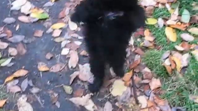 TSVET HIBIN kennel, Russkaya Tsvetnaya Bolonka смотреть онлайн