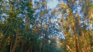 Гавайи , тропический остров, солнце, отдых пляж, релакс , хорошее настроение