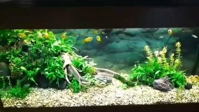 Беда за бедой.... Проблемы в аквариумах. смотреть онлайн