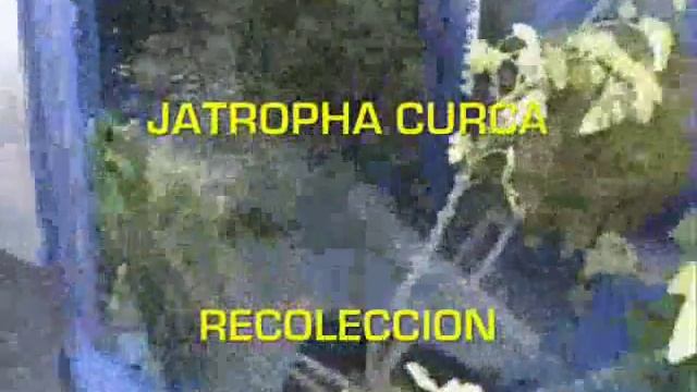 Jatropha Curcas Recoleccion BUSCAMOS SOCIO INVERSOR- ALTA RENTABILIDAD *SIN RIESGOS* BIODIESEL смотреть онлайн