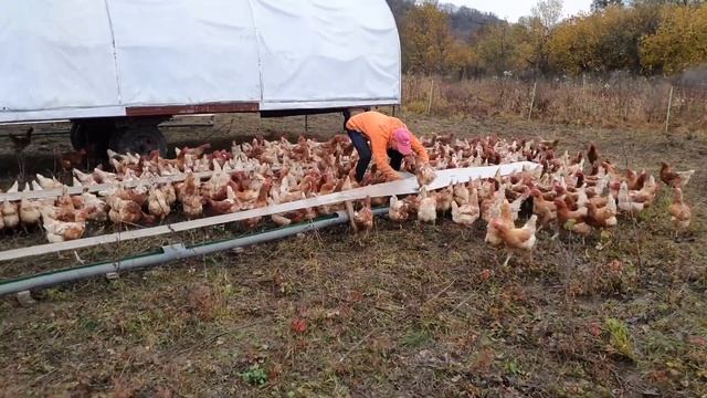 Как мы кормим наших пастбищных кур смотреть онлайн