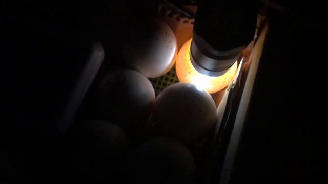 Мини овоскопирование индюшиных яиц. Инкубируем яйца индюшки смотреть онлайн