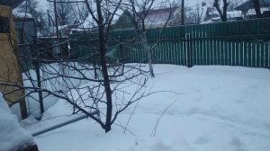 ПОГИБ  СТВОЛ ( центральный проводник).Как СПАСТИ  дерево при гибели ствола?