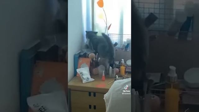 Одним словом - коты смотреть онлайн