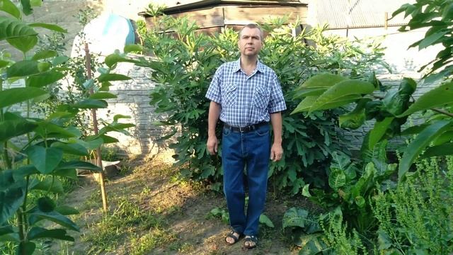 Что бы инжир не вымерз.Что нужно сделать в августе и сентябре смотреть онлайн