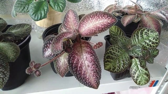 Эписция - Растение эписция (Episcia) является представителем семейства Геснериевые