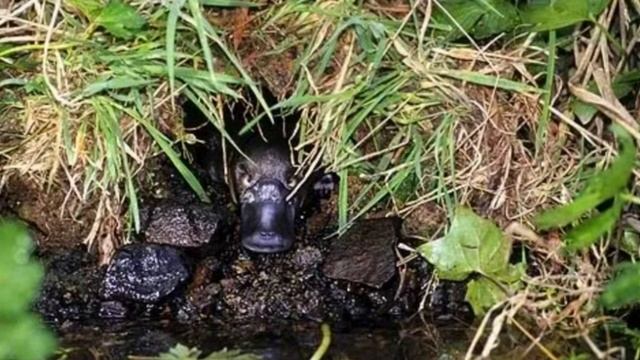 Утконос-интересные факты ???? смотреть онлайн