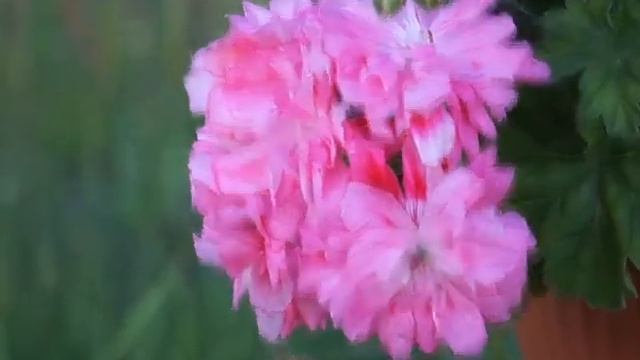 Зонартик Unicorn Zonartic Rose смотреть онлайн