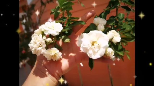 Tree Rose Prosperity 3 ต้น