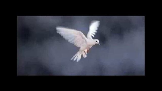 Hope In Palestine - HCEF смотреть онлайн