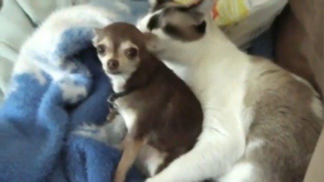 Неблагодарная чихуахуа 