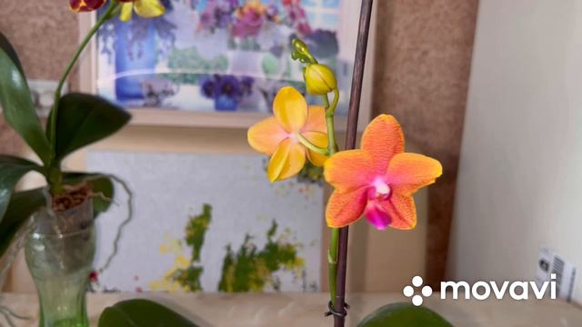 Орхидеи, первое домашнее цветение!❤️❤️❤️ смотреть онлайн