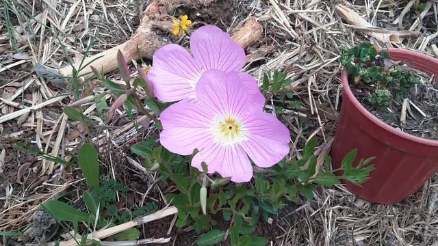 Atlas Çiçeği, Ezan Çiçeği -Oenothera speciosa смотреть онлайн