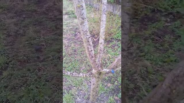 Лучший абрикос для среднего и холодного климата. Сорт Венгерский Лучший.