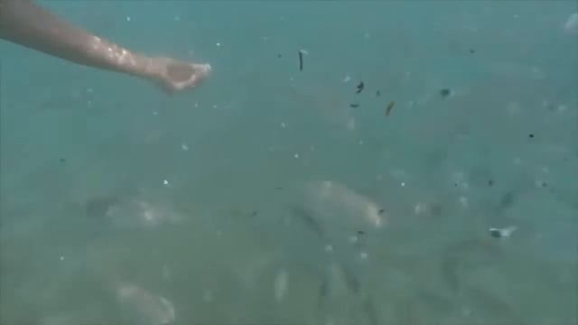 Хит 2017 года Полнолицевая маска для подводного плавания смотреть онлайн