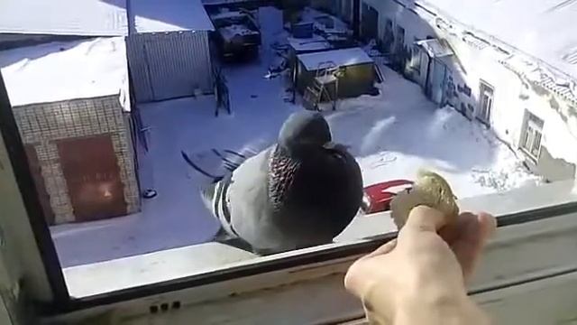 Покормите птиц зимой! смотреть онлайн