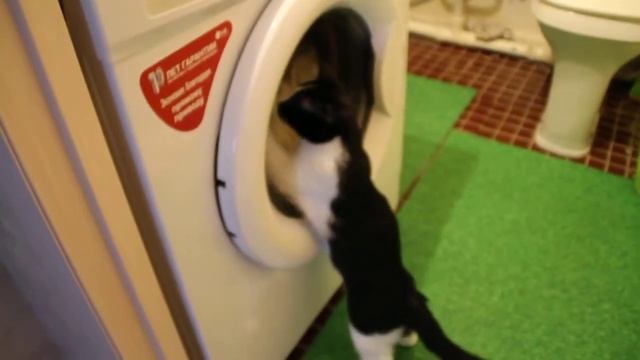 Кошка и стиральная машина смотреть онлайн