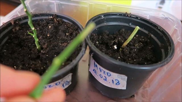 Мои экзотические растения: голландский кумкват и цитрусовые прививки 19 смотреть онлайн