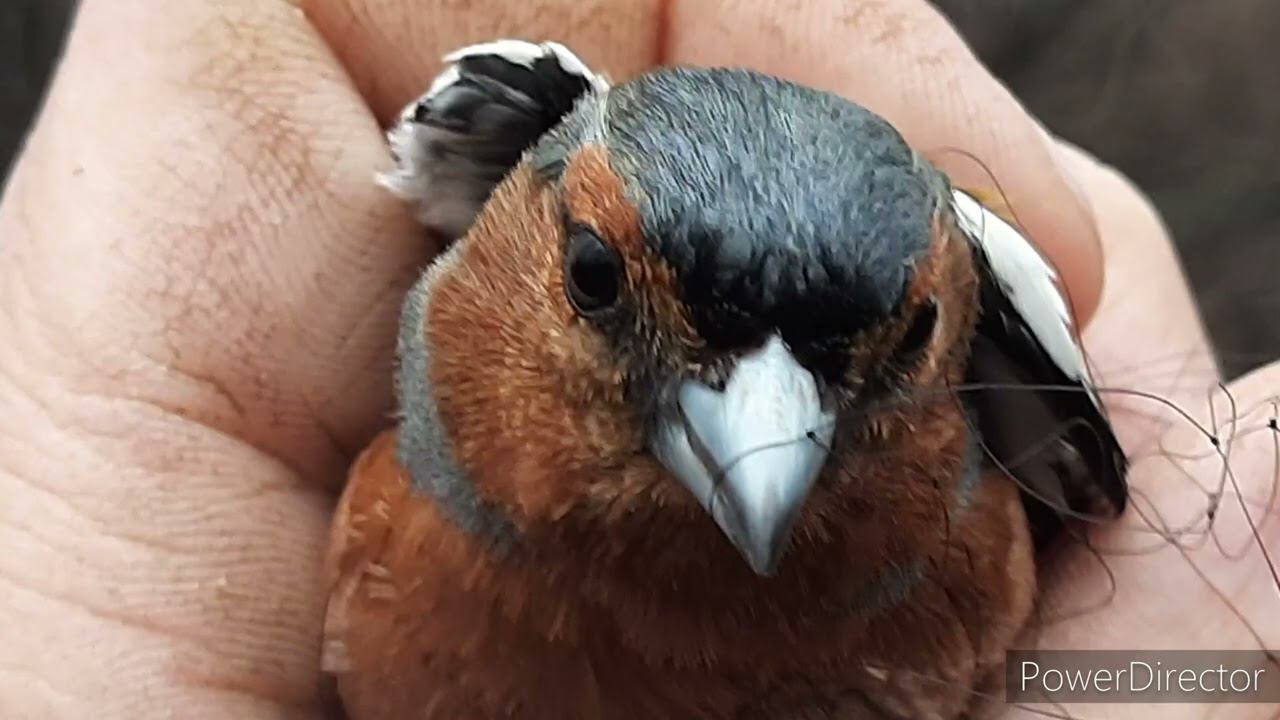 Ловля птиц. 24.04.2021 год. смотреть онлайн