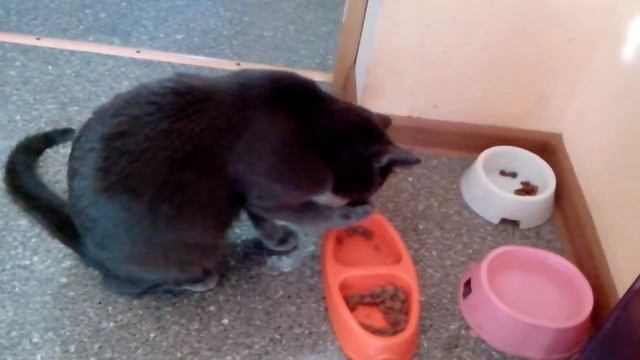 Кот ест лапой смотреть онлайн