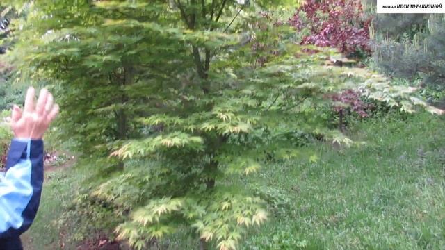 ПРОГУЛКА по БОТСАДУ. ЯПОНСКИЙ КЛЁН в декоративном ОЗЕЛЕНЕНИИ. смотреть онлайн