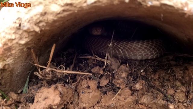 Mother and Baby Meet A Very Dangerous Snake ? | Mike Vlogs смотреть онлайн