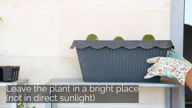 How to propagate Bunny Ears Cactus | Opuntia Microdasys смотреть онлайн