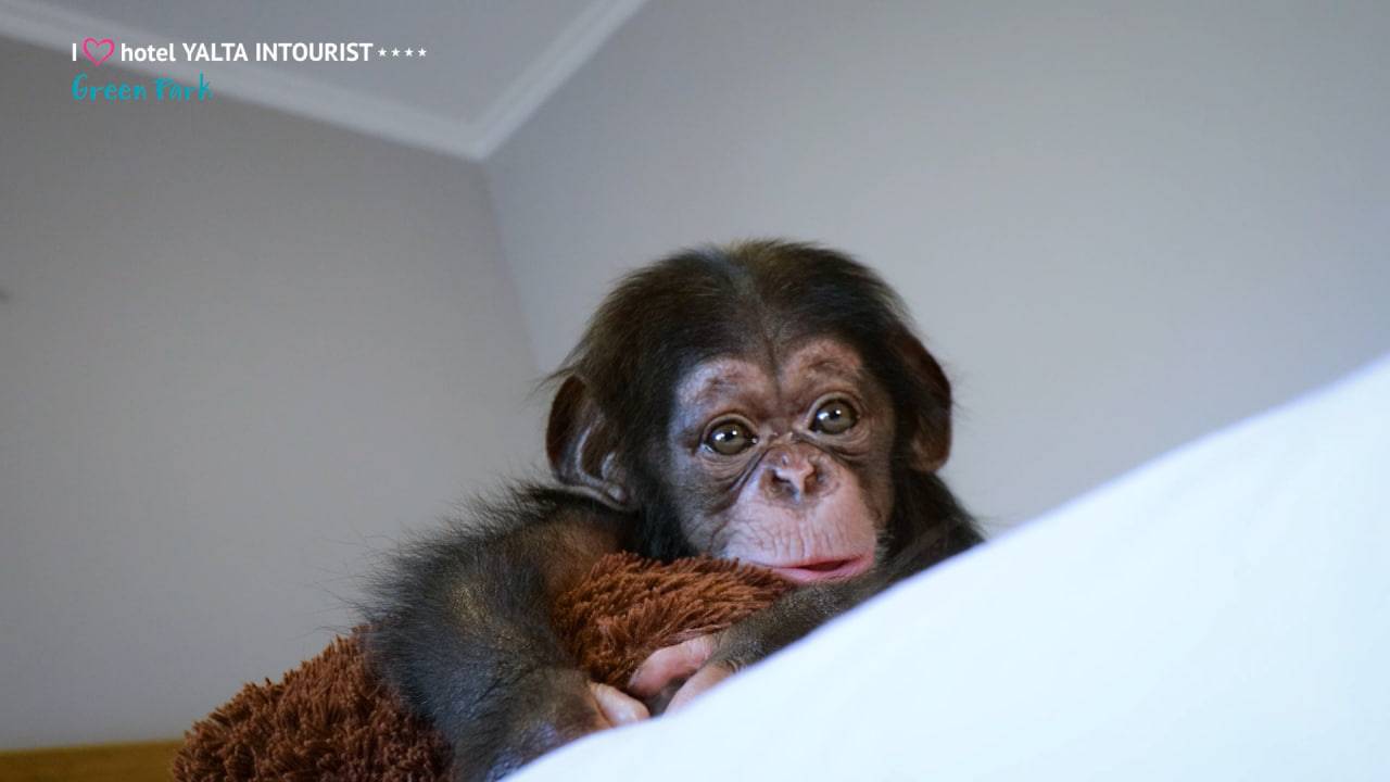 +1 причина посетить зоопарк Yalta Intourist