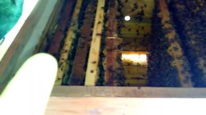 Ленивый пчеловод. Самый простой способ деления пчелосемьи.