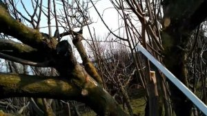 Обрезка старой сливы весной. Часть 1. Весна 2021.