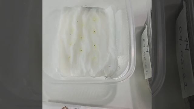 БЕГОНИЯ из СЕМЯН. 10 дней с момента ПОСЕВА на салфетку. ПЕРВЫЕ ВЫВОДЫ