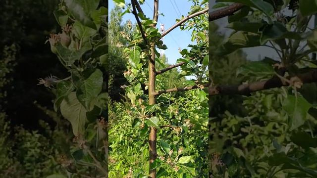 СОРТ ЯБЛОНИ МОДИ . ЯБЛОНЯ МОДИ. смотреть онлайн