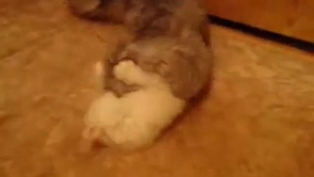 Котенок не слушается маму смотреть онлайн