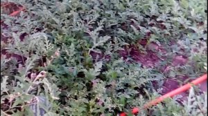 Оранж кинг f1 самый классный из жёлтых арбузов