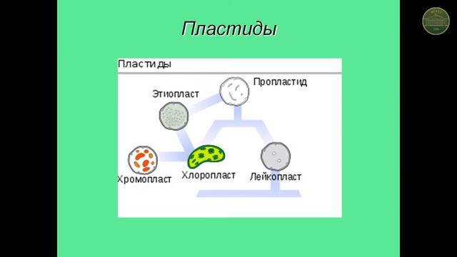 Растительная клетка смотреть онлайн